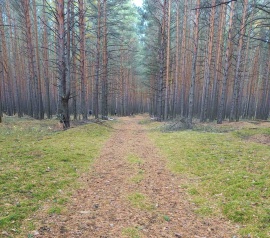 Прирезка лесных участков Кадастровые работы в Королёве
